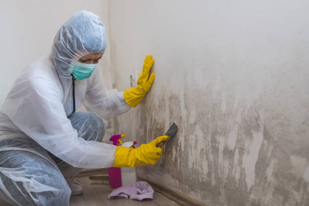 Best Basement Mold Remediation in Santaquin, UT