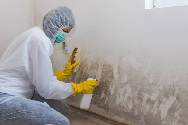 Best Bathroom Mold Remediation in Santaquin, UT
