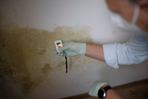 Best Black Mold Remediation in Santaquin, UT