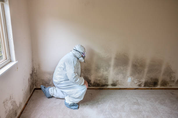 Best Localized Mold Remediation (e.g., coastal areas, humid climates) in Santaquin, UT