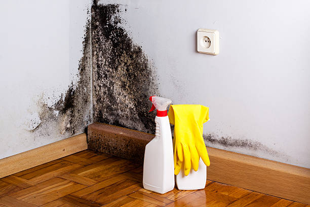 Best Mold Remediation for Specific Building Types in Santaquin, UT