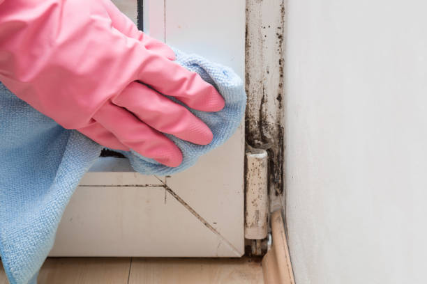 Best Kitchen Mold Remediation in Santaquin, UT